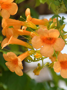 Dekoratives Vorschaubild des Artikels "Trompetenblume Summer Jazz� Gold Trumpet Creeper" (Bildbeschreibung ist in Arbeit)