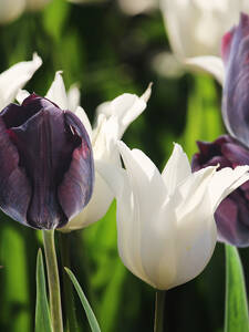 Tulpe-Mix Black & White