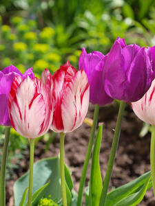 Dekoratives Vorschaubild des Artikels "Tulpen Bubble Mix" (Bildbeschreibung ist in Arbeit)