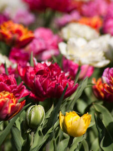 Tulpen Gefllte Mischung: (Bildbeschreibung ist in Arbeit)