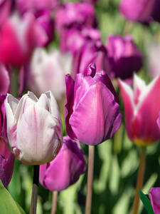 Blumenzwiebeln - Tulpen Mischung Medley in Purple: (Bildbeschreibung ist in Arbeit)