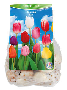 Dekoratives Vorschaubild des Artikels "Tulpen-Mix" (Bildbeschreibung ist in Arbeit)