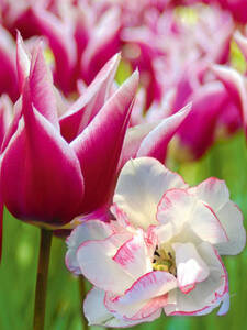 Dekoratives Vorschaubild des Artikels "Tulpentraum Belicia & Claudia" (Bildbeschreibung ist in Arbeit)