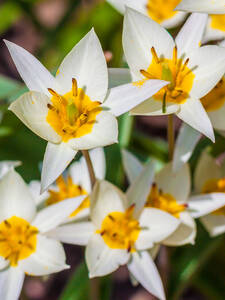 Dekoratives Vorschaubild des Artikels "Turkestanische Tulpe" (Bildbeschreibung ist in Arbeit)