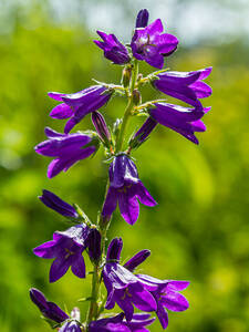 Pflanzen - Waldglockenblume: (Bildbeschreibung ist in Arbeit)