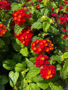 Pflanzen - Wandelrschen Sun Juana Dark Red: (Bildbeschreibung ist in Arbeit)
