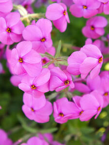 Pflanzen - Wander-Phlox Homes Fires: (Bildbeschreibung ist in Arbeit)