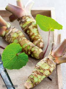 Kruter Jungpflanzen - Wasabi Mephisto Red: (Bildbeschreibung ist in Arbeit)
