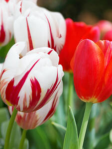 Blumenzwiebeln - Wei-Roter Tulpenmix: (Bildbeschreibung ist in Arbeit)
