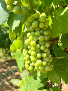 Weinrebe Himrod