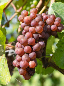 Weinrebe Vanessa
