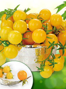 Tomatensamen - Wildtomate Golden Currant