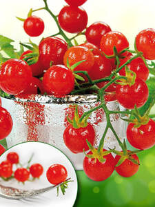 Tomatensamen - Wildtomate Rote Murmel: (Bildbeschreibung ist in Arbeit)