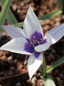 Wildtulpe Alba Coerulea Oculata