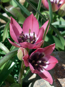 Dekoratives Vorschaubild des Artikels "Wildtulpe Garden of Clusius" (Bildbeschreibung ist in Arbeit)