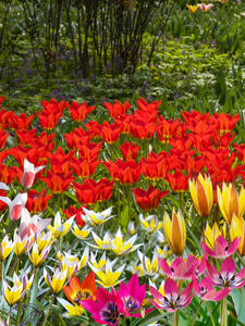 Wildtulpen-Mischung: (Bildbeschreibung ist in Arbeit)