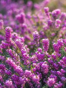 Winterblhende Heide Rubina