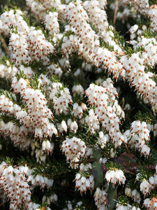 Ziergehölze - Winterblühende Heide White Perfection