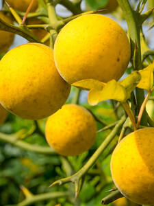 Winterharte Bitterorange: (Bildbeschreibung ist in Arbeit)