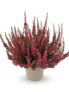 Winterharte Knospenheide Garden Girls Athene: (Bildbeschreibung ist in Arbeit)