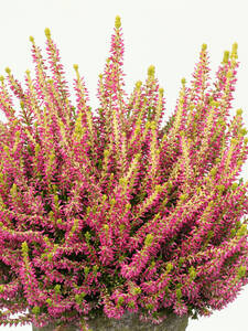 Winterharte Knospenheide Gardengirls Golden Angie: (Bildbeschreibung ist in Arbeit)