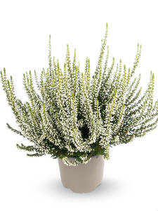 Winterharte Knospenheide Gardengirls Helena: (Bildbeschreibung ist in Arbeit)