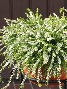 Winterharte Knospenheide Gardengirls Rasta Girls Claire: (Bildbeschreibung ist in Arbeit)