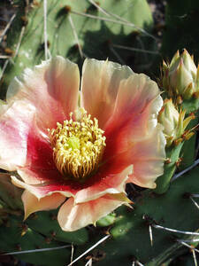 Winterharter Feigenkaktus DJF1447 Albuquerque Neu Mexico: (Bildbeschreibung ist in Arbeit)