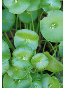 Dekoratives Vorschaubild des Artikels "Winterportulak Winterpostelein" (Bildbeschreibung ist in Arbeit)