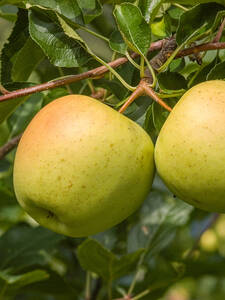 Apfelbaum - Wonder-Tree Apfel Glory of Kapelle: (Bildbeschreibung ist in Arbeit)