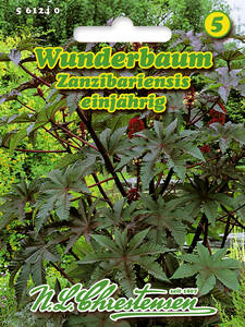Samen - Wunderbaum Zanzibariensis
