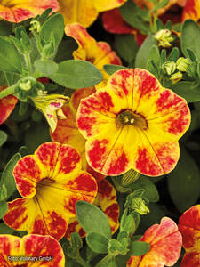 Zauberglckchen Calita Yellow Red Splash: (Bildbeschreibung ist in Arbeit)