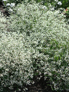 Zauberschnee Loreen White: (Bildbeschreibung ist in Arbeit)