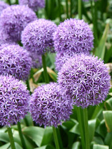 Dekoratives Vorschaubild des Artikels "Zierlauch Party Balloon" (Bildbeschreibung ist in Arbeit)