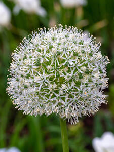 Dekoratives Vorschaubild des Artikels "Zierlauch White Giant" (Bildbeschreibung ist in Arbeit)