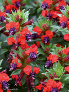 Dekoratives Vorschaubild des Artikels "Zigarettenblmchen Tiny Mice" (Bildbeschreibung ist in Arbeit)