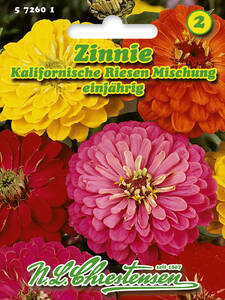 Samen - Zinnie Kalifornische Riesen Mischung: (Bildbeschreibung ist in Arbeit)