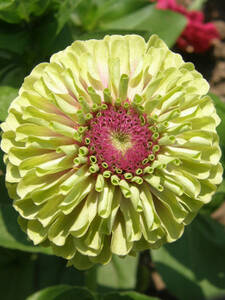 Zinnie Queeny Lime with Blotch: (Bildbeschreibung ist in Arbeit)