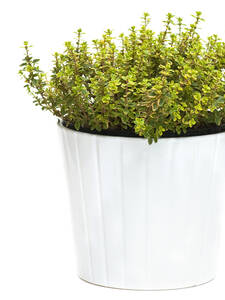 Zitronenthymian Variegated: (Bildbeschreibung ist in Arbeit)