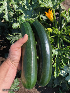 Dekoratives Vorschaubild des Artikels "Zucchini Divara� Green, F1 (Onega)(unveredelt)" (Bildbeschreibung ist in Arbeit)