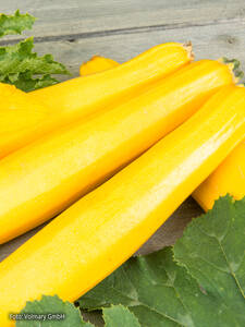 Dekoratives Vorschaubild des Artikels "Zucchini Divara� Yellow, F1 (Ola Gabriella) (unveredelt)" (Bildbeschreibung ist in Arbeit)