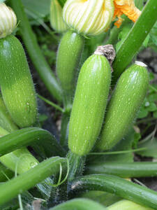Dekoratives Vorschaubild des Artikels "Zucchini Sure Thing, F1 (unveredelt)" (Bildbeschreibung ist in Arbeit)