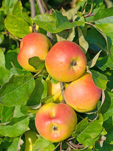 Apfelbaum - Zwerg-Apfel Pidi®