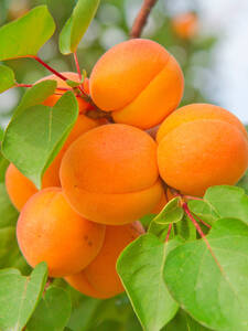 Obstbaum - Zwerg-Aprikose Compacta