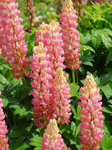 Zwerg-Lupine Camelot Rose: (Bildbeschreibung ist in Arbeit)
