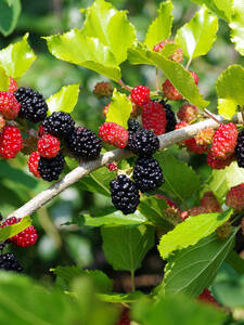 Zwerg-Maulbeere Mojo Berry BonBonBerry, PBR: (Bildbeschreibung ist in Arbeit)