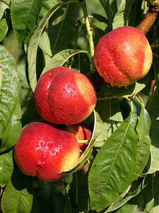 Obstbaum - Zwerg-Nektarine Didone