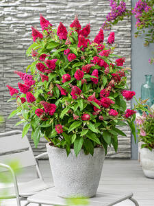 Zwerg-Sommerflieder Butterfly Candy Little Ruby: (Bildbeschreibung ist in Arbeit)