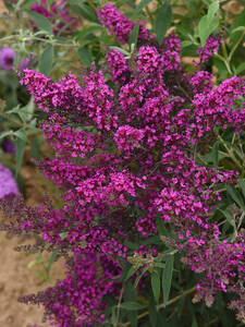 Dekoratives Vorschaubild des Artikels "Zwerg-Sommerflieder Octopus Magenta, PBR" (Bildbeschreibung ist in Arbeit)