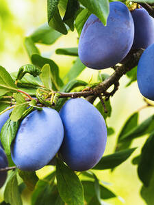Obstbaum - Zwerg-Zwetschge Blue Dust: (Bildbeschreibung ist in Arbeit)